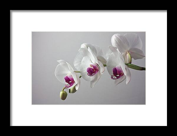 Orchid Framed Print featuring the photograph White Orchids #1 by Shirley Mitchell