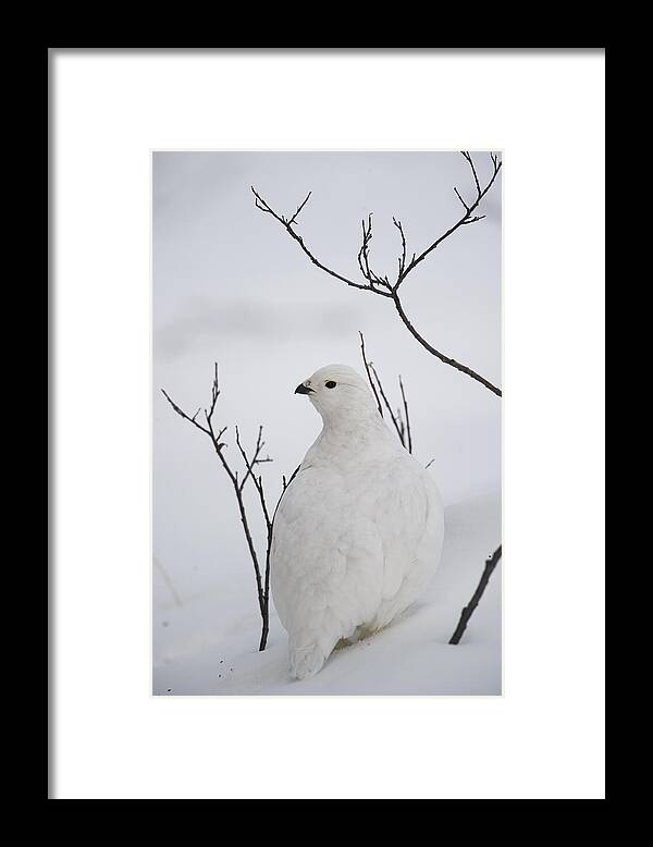 Feb0514 Framed Print featuring the photograph White-tailed Ptarmigan Camouflaged #1 by Michael Quinton