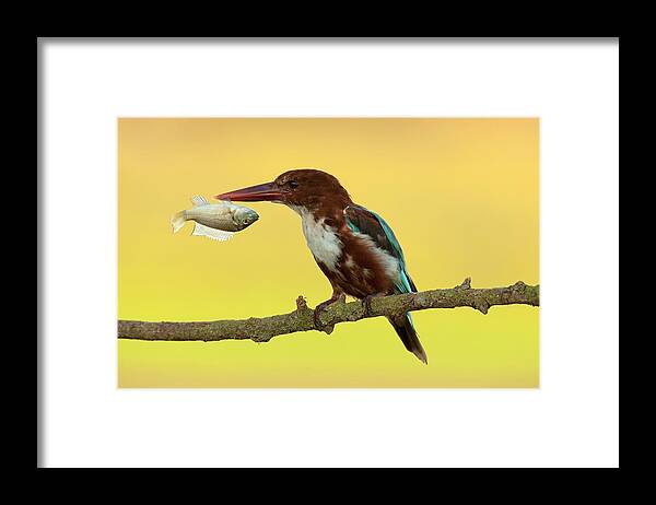 Animal Framed Print featuring the photograph White-throated Kingfishe #1 by Photostock-israel
