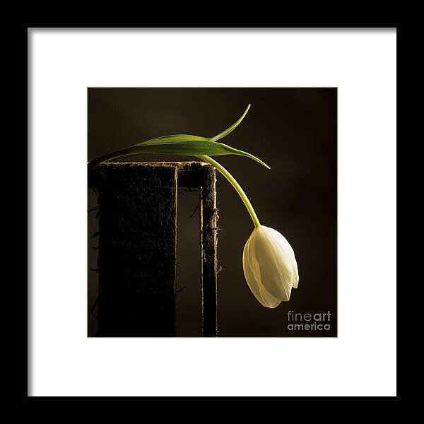 Studio Shot Framed Print featuring the photograph White tulip #1 by Bernard Jaubert