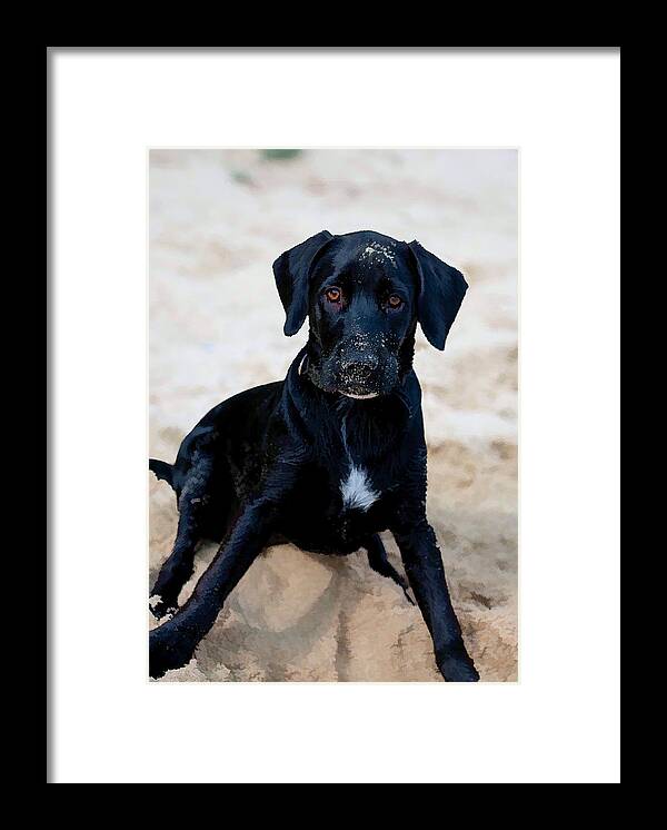Adorable Framed Print featuring the digital art Who Me ? by Roy Pedersen