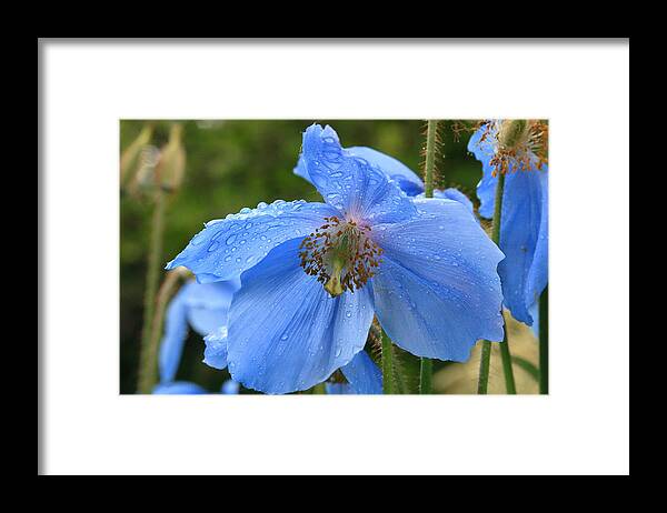 Alaska Framed Print featuring the photograph Wild Blue Poppy #1 by Richard Smith