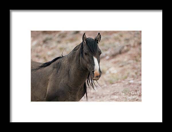 Wild Horse Framed Print featuring the photograph Wild One by Wildlife Fine Art