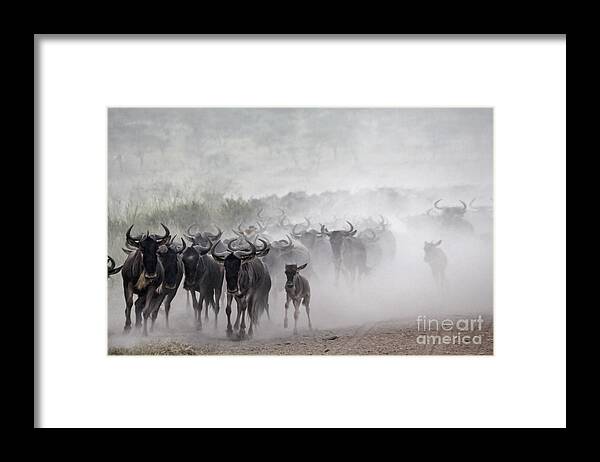 Power Framed Print featuring the photograph Wildebeest migration #1 by Gilad Flesch