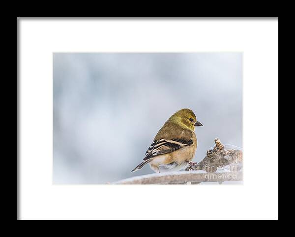  Framed Print featuring the photograph Winter Goldfinch #1 by Cheryl Baxter