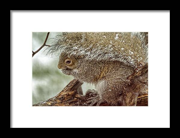 Squirrel Framed Print featuring the photograph Winter Squirrel #1 by LeeAnn McLaneGoetz McLaneGoetzStudioLLCcom