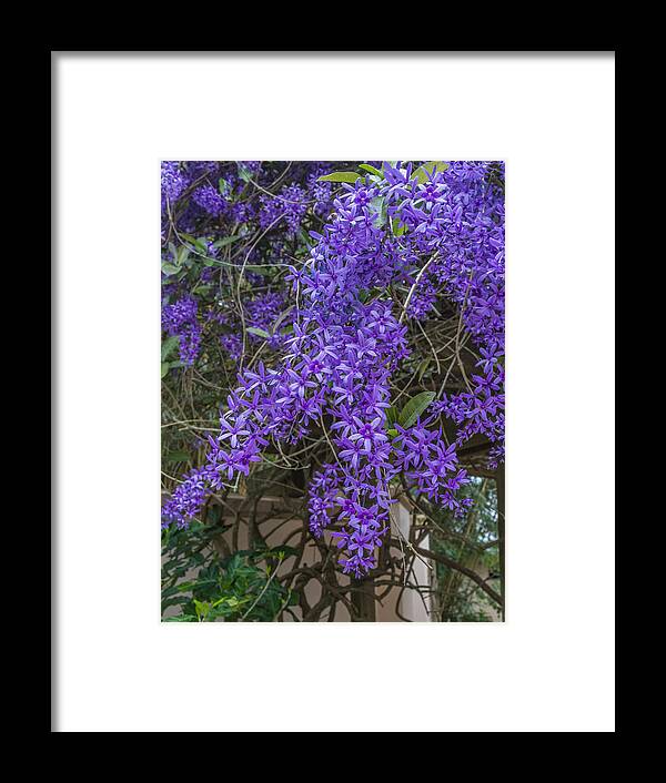 Florida Framed Print featuring the photograph Wisteria #1 by Jane Luxton