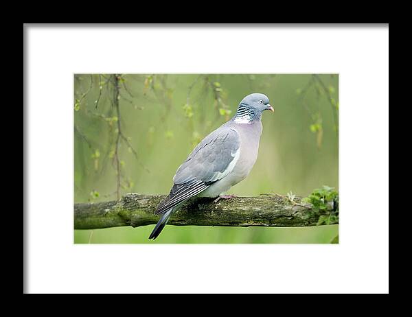 Columba Palumbus Framed Print featuring the photograph Wood Pigeon #1 by John Devries/science Photo Library