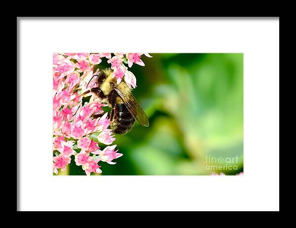 Bee Macro Framed Print featuring the photograph Working Hard #1 by Dan Hefle