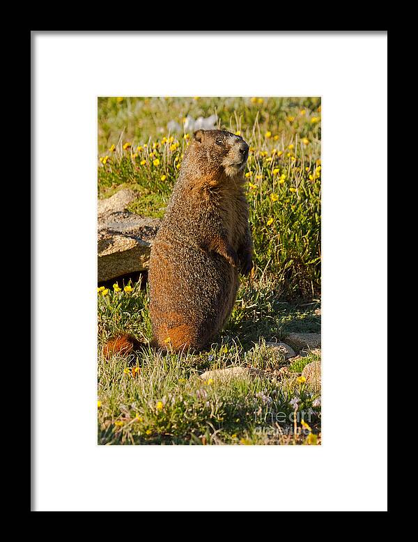 Animal Framed Print featuring the photograph Yellow Bellied Marmot on Alert in Rocky Mountain National Park #1 by Fred Stearns