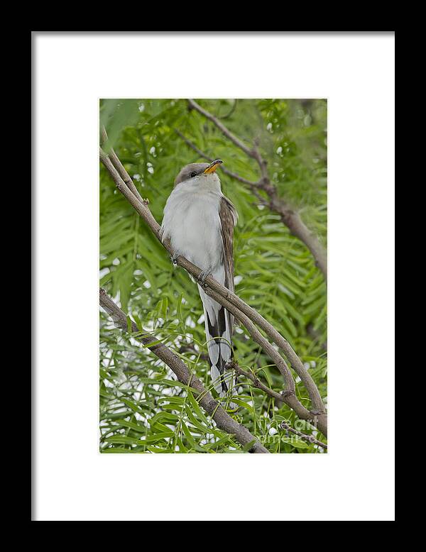 Yellow-billed Cuckoo Framed Print featuring the photograph Yellow-billed Cuckoo #1 by Anthony Mercieca