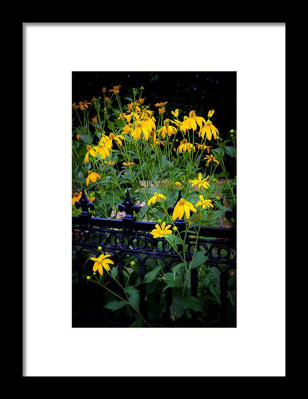 Echinacea Framed Print featuring the photograph Yellow Coneflowers Echinacea Wrought Iron Gate #1 by Rich Franco