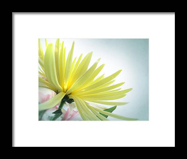 Flower Framed Print featuring the photograph Yellow Petals by Deborah Smith