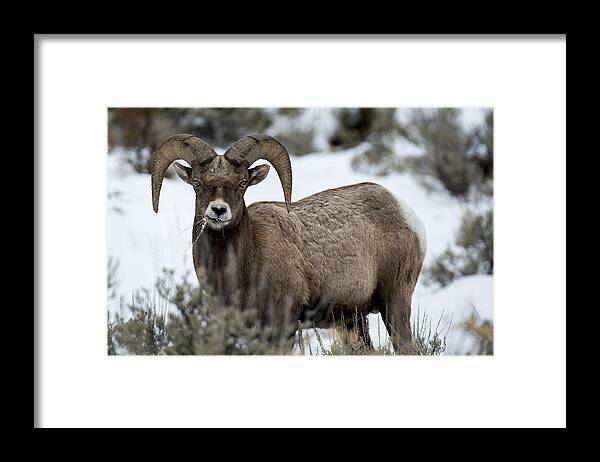 Animal Photography Framed Prints Framed Print featuring the photograph Yellowstone Ram #1 by David Yack