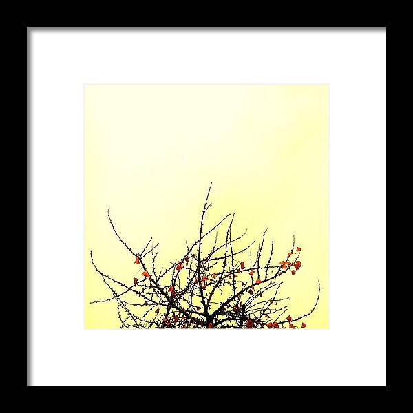 Treesrock Framed Print featuring the photograph Yum #1 by Courtney Haile
