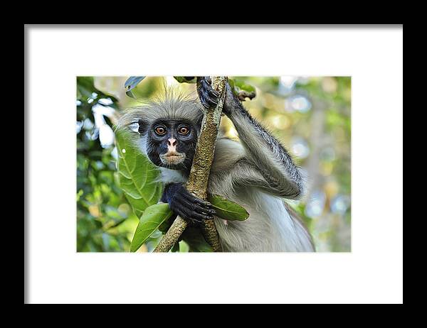 Thomas Marent Framed Print featuring the photograph Zanzibar Red Colobus In Tree Jozani by Thomas Marent