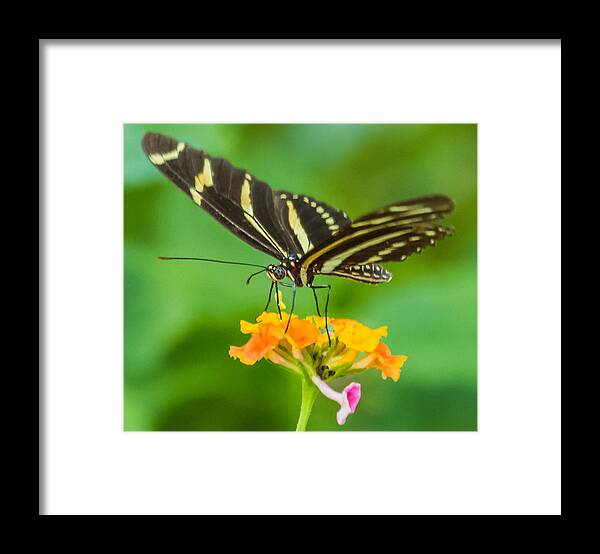 Florida Framed Print featuring the photograph Zebra Longwing #1 by Jane Luxton