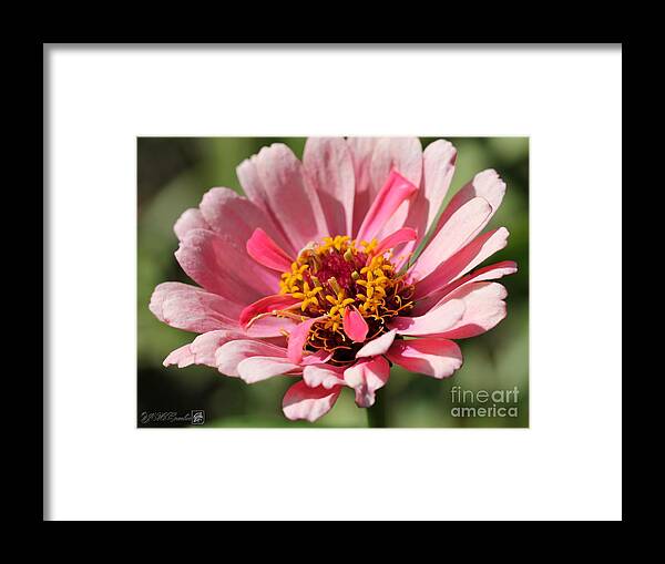 Mccombie Framed Print featuring the photograph Zinnia from the Whirlygig Mix #1 by J McCombie