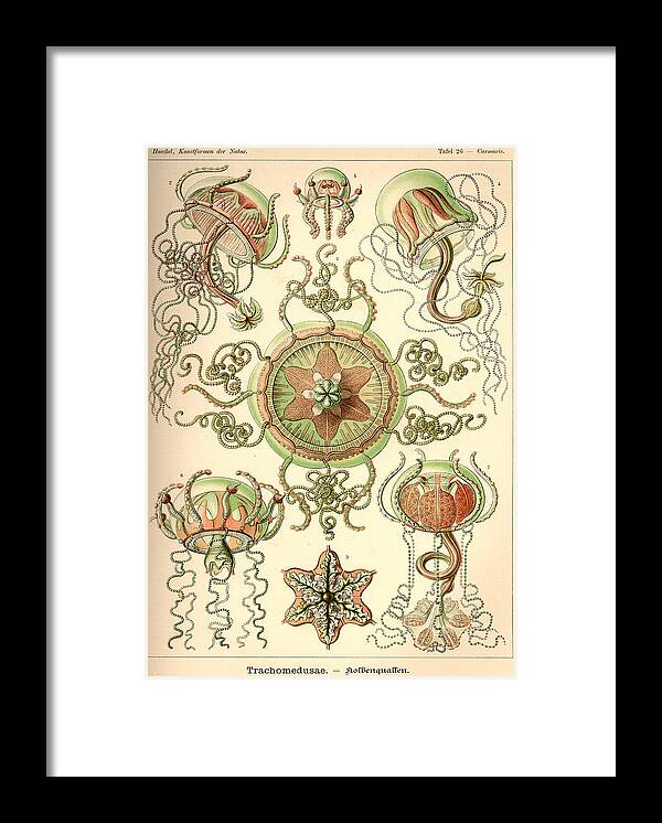 Art Forms In Nature Framed Print By Ernst Haeckel