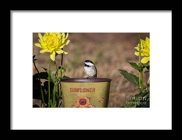 Animalia Framed Print featuring the photograph Black-capped Chickadee Poecile #12 by Linda Freshwaters Arndt
