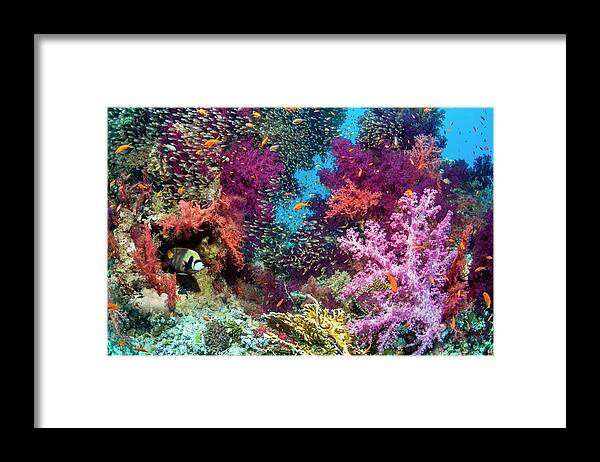 Tranquility Framed Print featuring the photograph Coral Reef Scenery #10 by Georgette Douwma