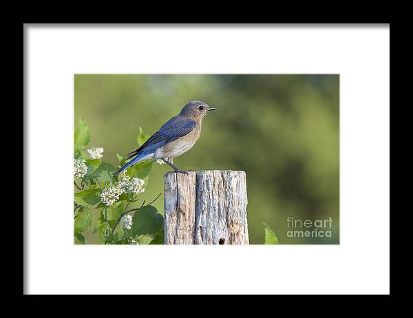 Fauna Framed Print featuring the photograph Female Eastern Bluebird #12 by Linda Freshwaters Arndt