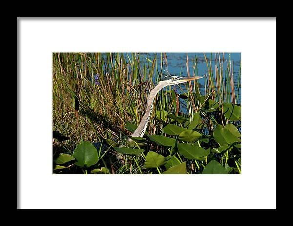 Grass Framed Print featuring the photograph Great Blue Heron #10 by Mark Newman