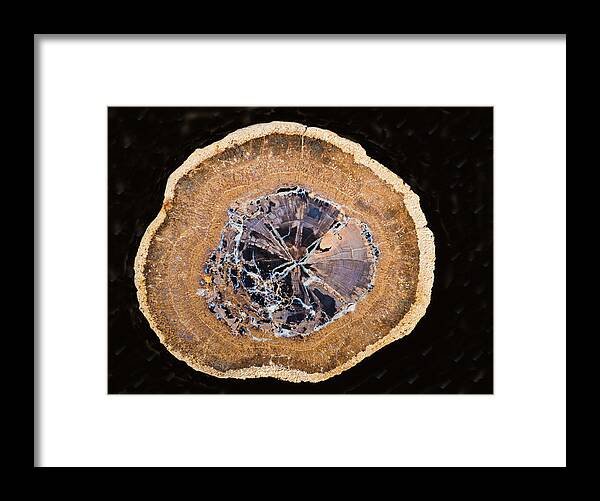 Science Framed Print featuring the photograph Petrified Wood Tree Trunk Section #10 by Millard H. Sharp