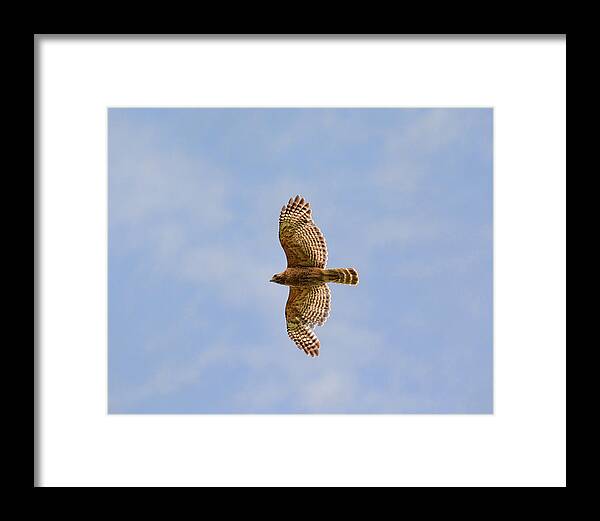 Buteo Lineatus Framed Print featuring the photograph Red Shouldered Hawk in Flight #10 by Jai Johnson