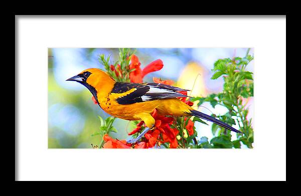 Birds Framed Print featuring the photograph Spot-Breasted Oriole #10 by Dart Humeston