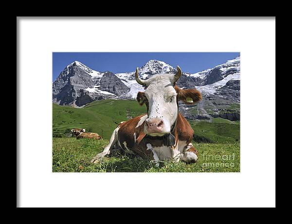 Alpine Cow Framed Print featuring the photograph 100205p182 by Arterra Picture Library