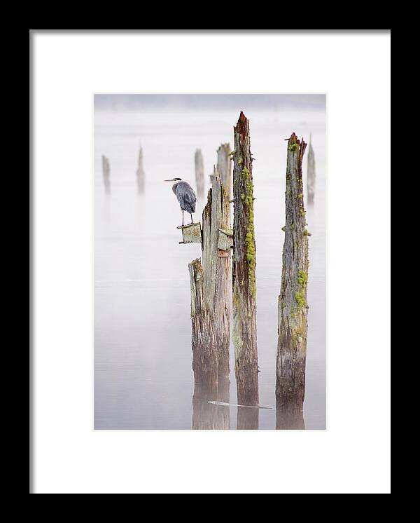 Animal Framed Print featuring the photograph Canada, British Columbia, Vancouver #101 by Kevin Oke