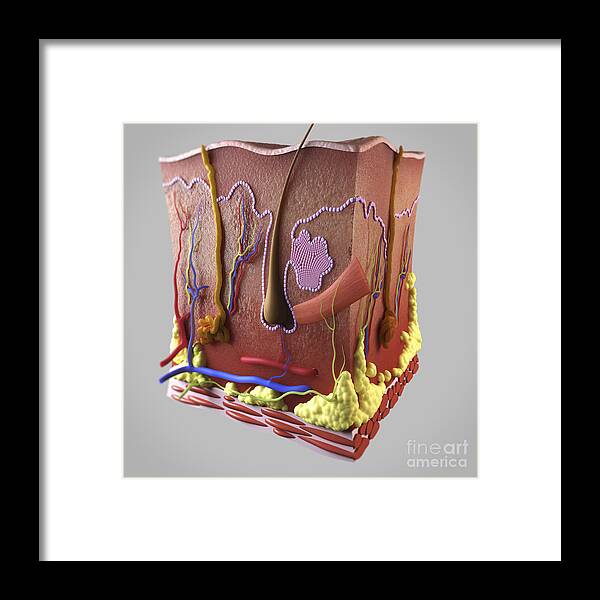 Biomedical Illustration Framed Print featuring the photograph Anatomy Of Human Skin #11 by Science Picture Co