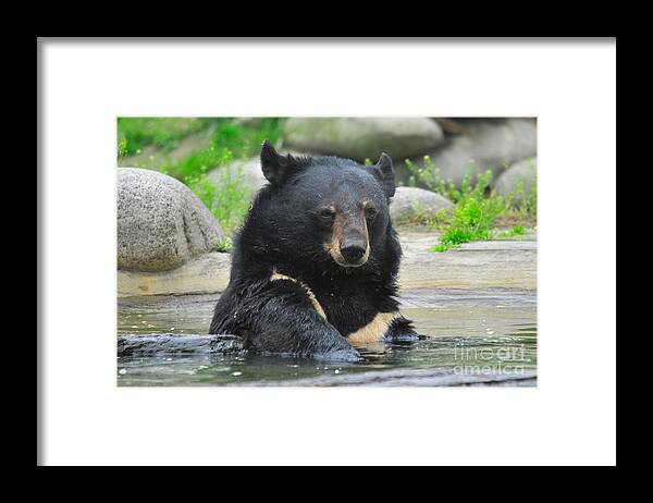 Nature Framed Print featuring the photograph Asian Black Bear #11 by Mark Newman