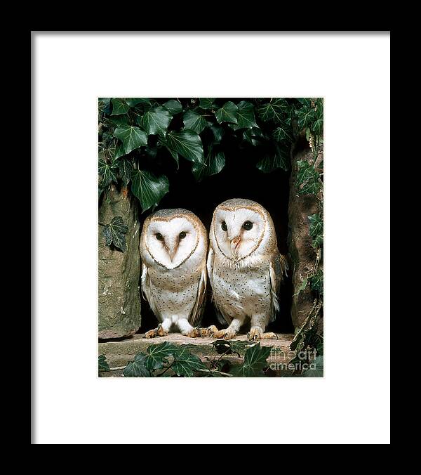 Barn Owl Framed Print featuring the photograph Barn Owl #13 by Hans Reinhard