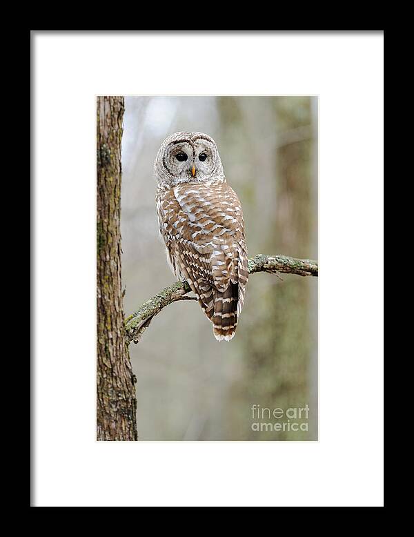 Barred Owl Framed Print featuring the photograph Barred Owl by Scott Linstead