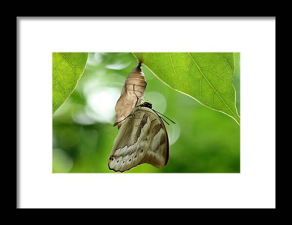 Butterfly Framed Print featuring the photograph Butterfly #11 by Heike Hultsch