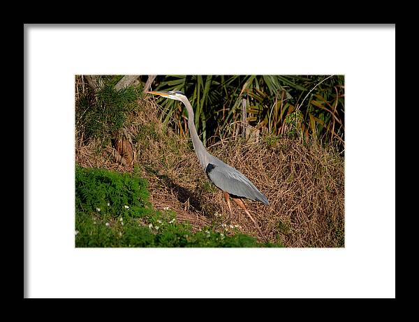  Framed Print featuring the photograph 11- Great Blue Heron by Joseph Keane