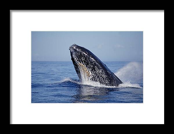 Feb0514 Framed Print featuring the photograph Humpback Whale Breaching Maui Hawaii #11 by Flip Nicklin