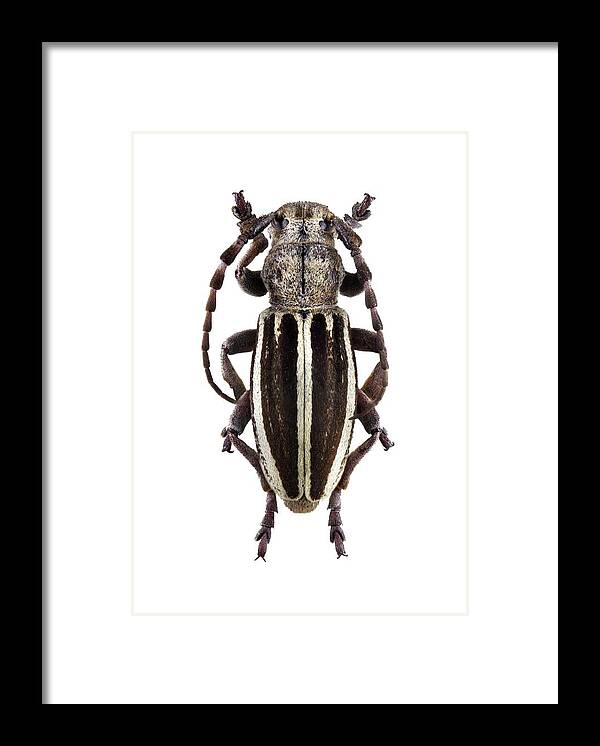 1 Framed Print featuring the photograph Longhorn Beetle #11 by F. Martinez Clavel