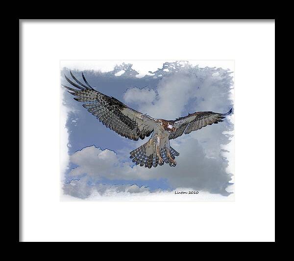 Osprey Framed Print featuring the digital art Osprey Flight #11 by Larry Linton