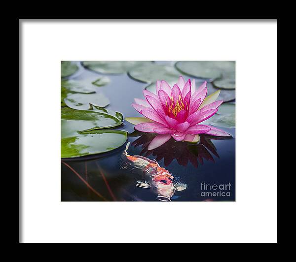 India Framed Print featuring the photograph Pink lotus #11 by Anek Suwannaphoom