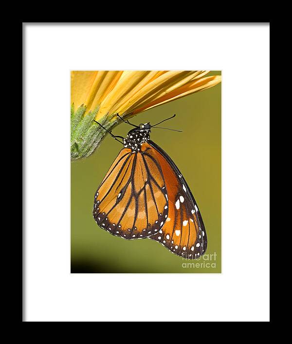 Animal Framed Print featuring the photograph Soldier Butterfly Danaus Eresimus #11 by Millard H. Sharp