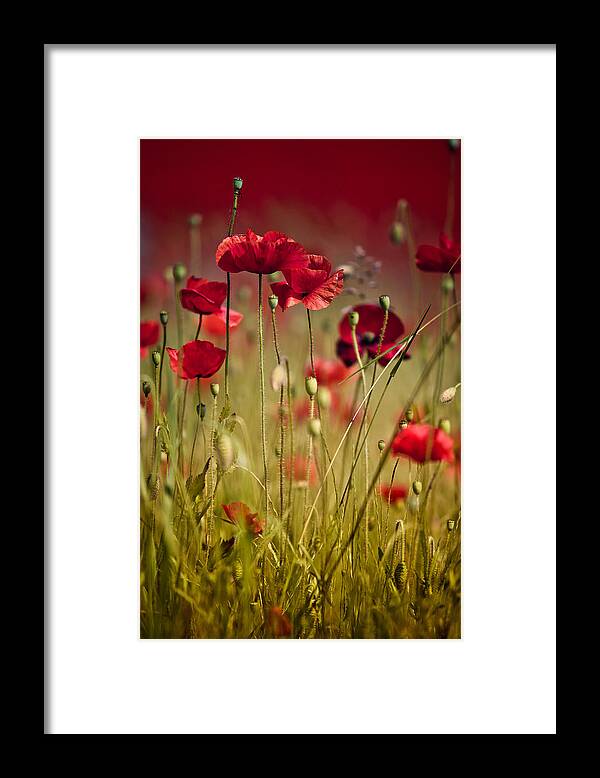 Poppy Framed Print featuring the photograph Summer Poppy by Nailia Schwarz