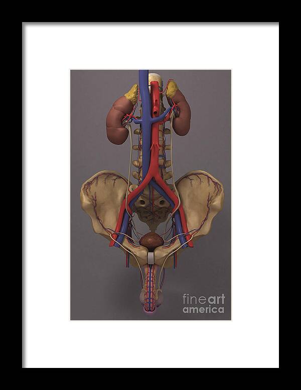 Penis Framed Print featuring the photograph The Renal System #11 by Science Picture Co