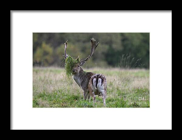 Fallow Deer Framed Print featuring the photograph 110221p138 by Arterra Picture Library