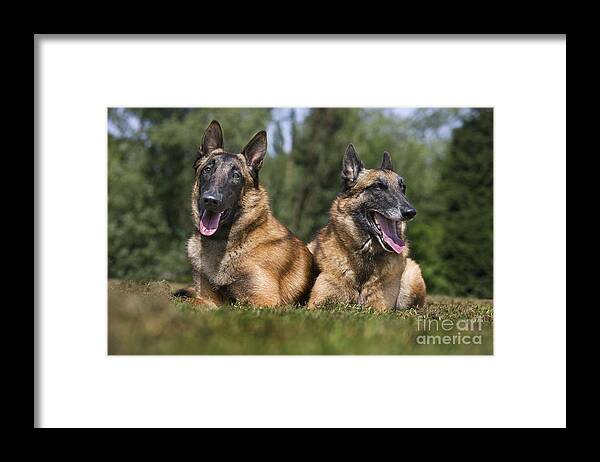 Belgian Shepherd Dog Framed Print featuring the photograph 110506p116 by Arterra Picture Library