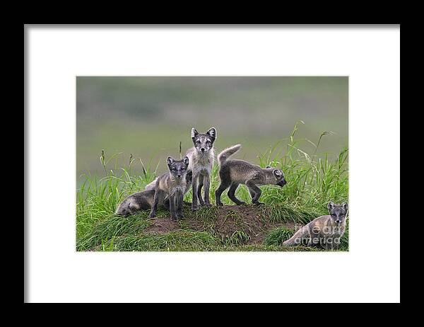 Arctic Fox Framed Print featuring the photograph 111130p062 by Arterra Picture Library