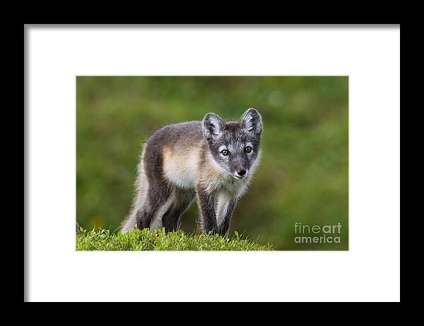 Arctic Fox Framed Print featuring the photograph 111216p021 by Arterra Picture Library