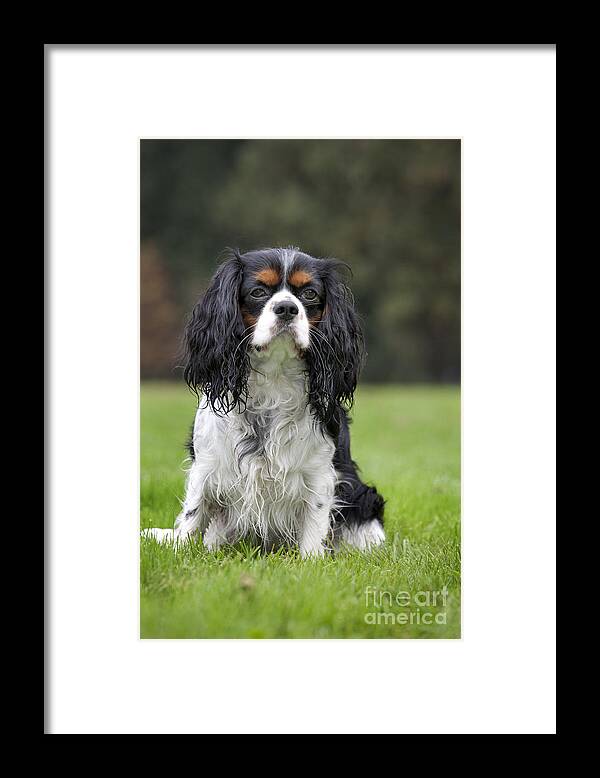 Cavalier King Charles Spaniel Framed Print featuring the photograph 111216p255 by Arterra Picture Library